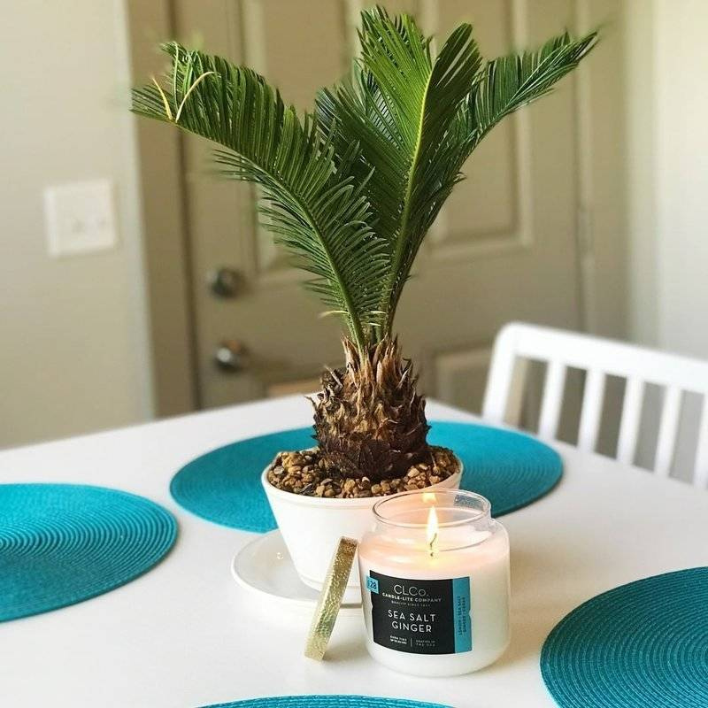 Vela perfumada grande en vaso Sal marina Jengibre - Sea Salt Ginger Candle-lite